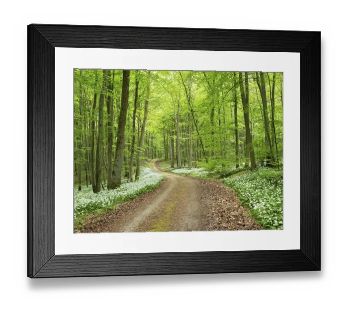 Framed Print : Hiking trail through the ramson (Allium ursinum) in the beech forest