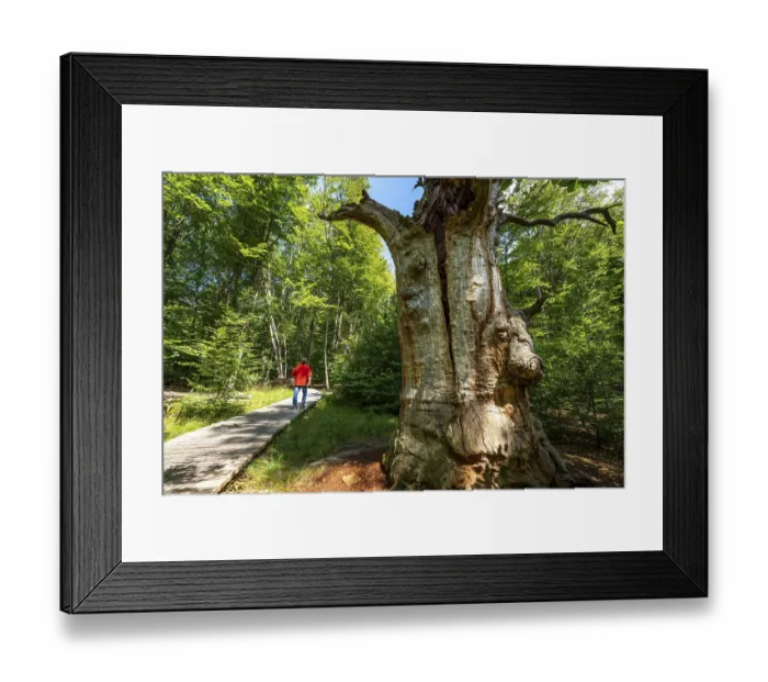 Framed Print : The Sababurg primeval forest, or primeval forest in the Reinhardswald Framed Print : The Sababurg primeval forest, or primeval forest in the Reinhardswald