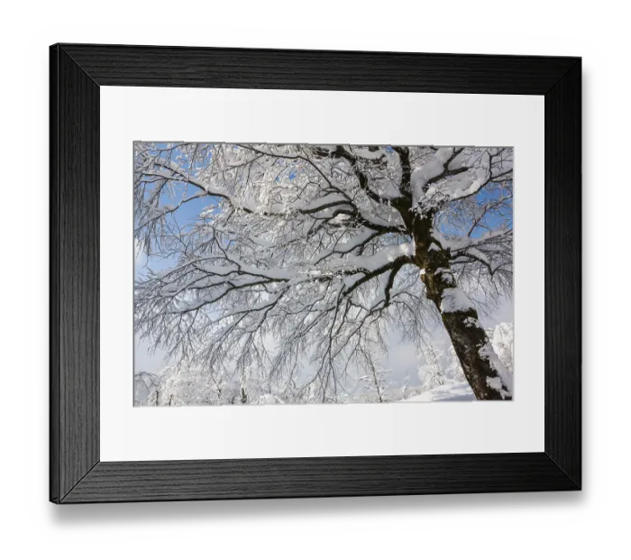 Framed Print : Snow-covered deciduous tree, Plitvice Lakes National Park