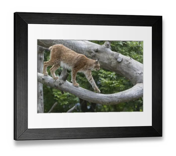 Framed Print : One Eurasian lynx, (Lynx lynx) Framed Print : One Eurasian lynx, (Lynx lynx)