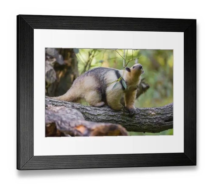 Framed Print : One southern tamandua (Tamandua tetradactyla)