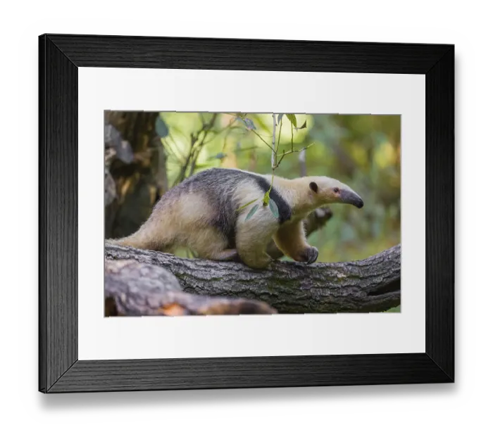 Framed Print : One southern tamandua (Tamandua tetradactyla)