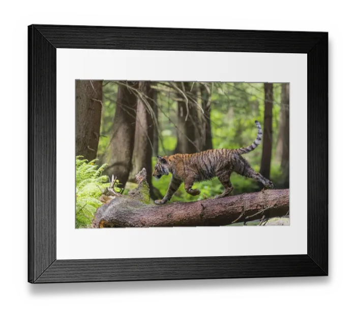 Framed Print : One young female Siberian Tiger