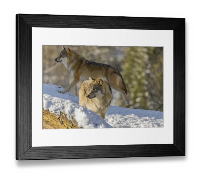 Framed Print : An adult male grey wolf (Canis lupus lupus) stands on a snow-covered hill behind a fallen tree on a cold
