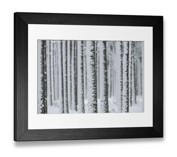 Framed Print : Scots pine (Pinus sylvestris L) Framed Print : Scots pine (Pinus sylvestris L)