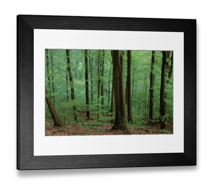 Framed Print : Beech forest in spring, Common beech (Fagus sylvatica) Framed Print : Beech forest in spring, Common beech (Fagus sylvatica)
