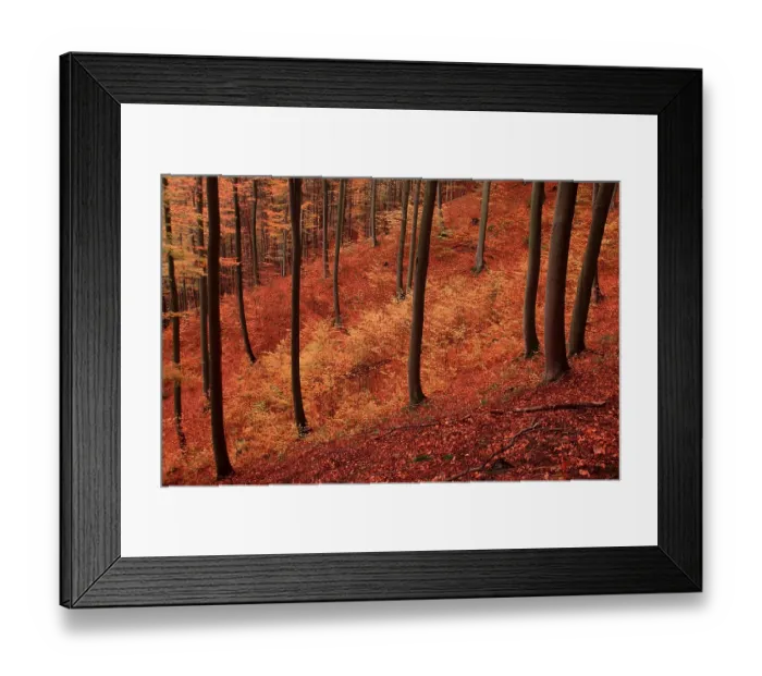 Framed Print : Beech forest in autumn, Lower Saxony (Fagus sylvatica) Framed Print : Beech forest in autumn, Lower Saxony (Fagus sylvatica)