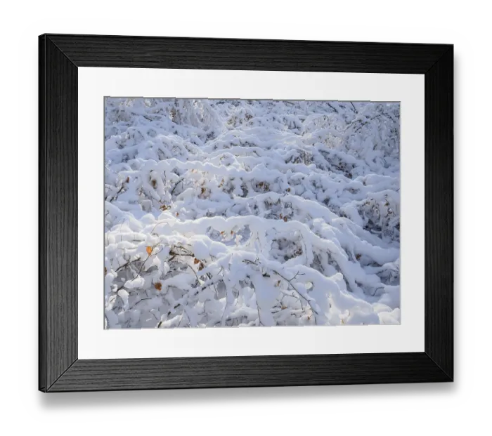 Framed Print : Beech woodland (Fagus sylvatica)