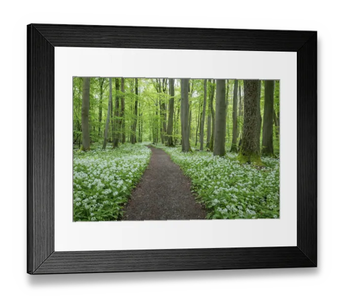 Framed Print : Path through a near-natural deciduous forest Framed Print : Path through a near-natural deciduous forest