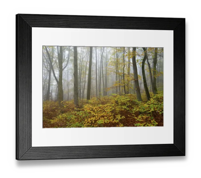 Framed Print : Near-natural deciduous forest in autumn with colourful leaves