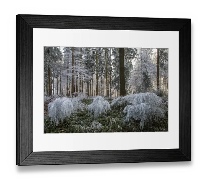 Framed Print : Winter, trees and ground cover with hoarfrost in the forest Framed Print : Winter, trees and ground cover with hoarfrost in the forest