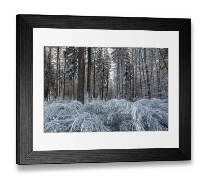 Framed Print : Winter, trees and ground cover with hoarfrost in the forest Framed Print : Winter, trees and ground cover with hoarfrost in the forest