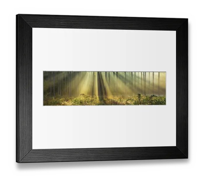 Framed Print : Panorama, Forest in the light of the morning sun