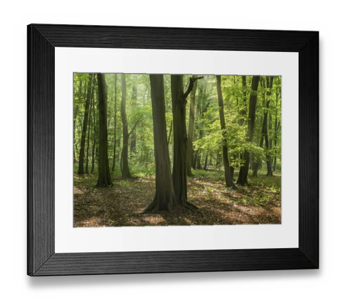 Framed Print : Hornbeam forest with sunbeams, Burgenlandkreis