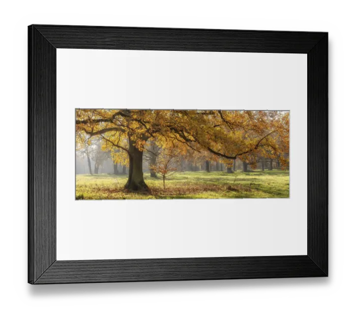 Framed Print : Solitary oak tree in a clearing in the forest Framed Print : Solitary oak tree in a clearing in the forest