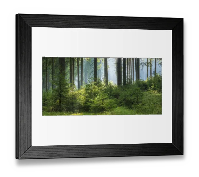 Framed Print : Panorama, spruce forest with natural regeneration