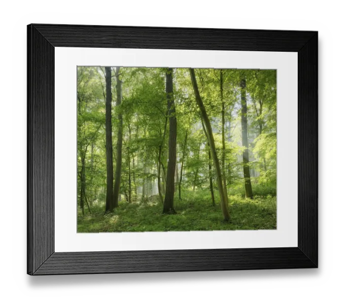 Framed Print : Natural mixed forest of oaks and beeches in the morning light