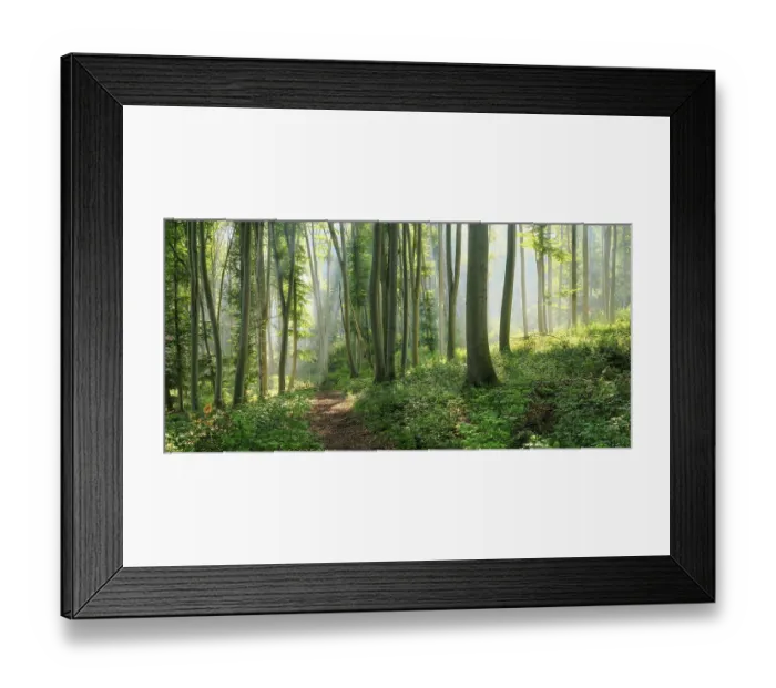 Framed Print : Hiking trail through natural green beech forest in the morning light