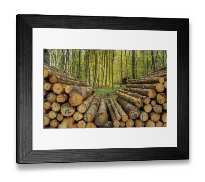 Framed Print : Wood pile by the wayside in the forest Framed Print : Wood pile by the wayside in the forest