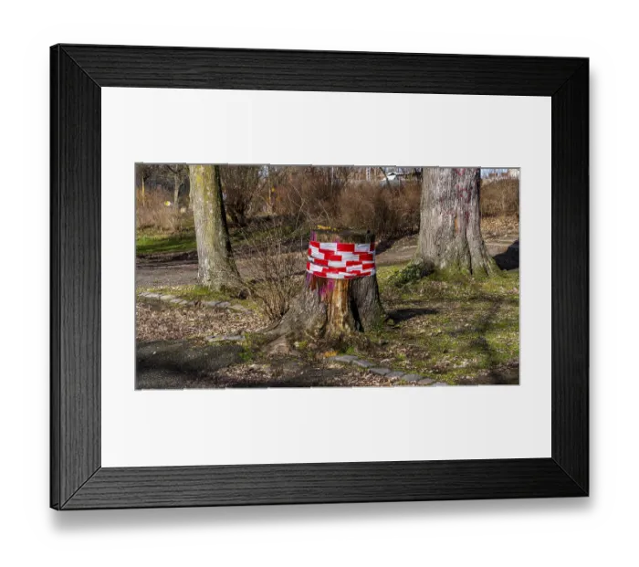 Framed Print : Tree trunk wrapped with safety tape
