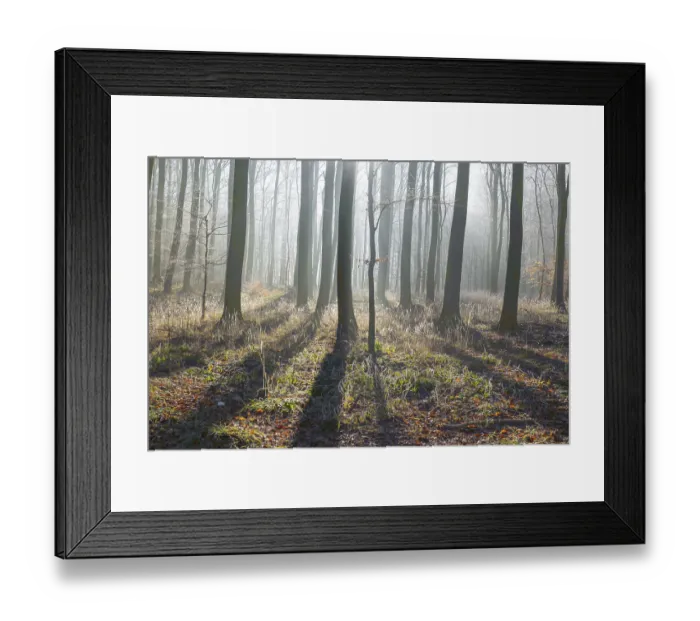 Framed Print : View of beech trees in the forest with hoarfrost frozen vegetation against the light