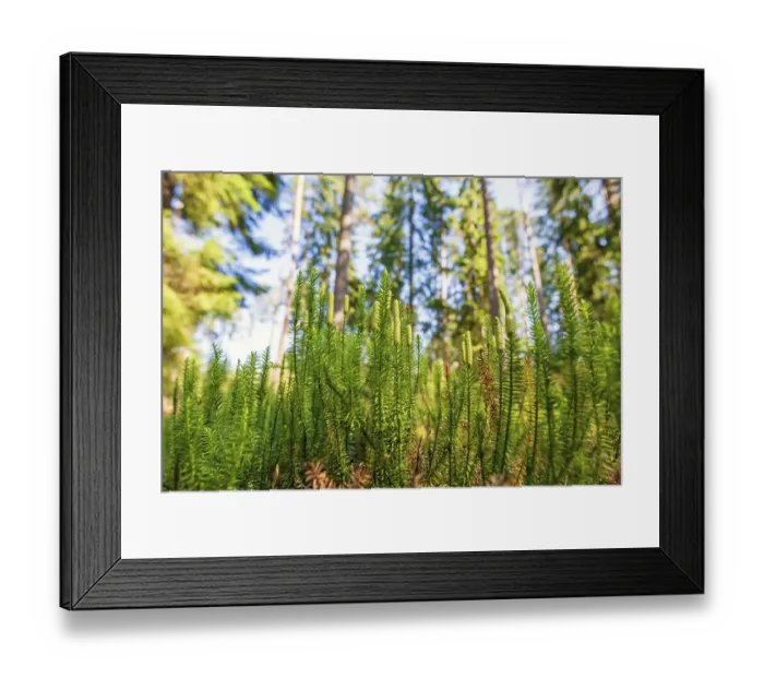 Framed Print : Interrupted club-moss (Spinulum annotinum) growing on the forest floor in a pine woodland at summer