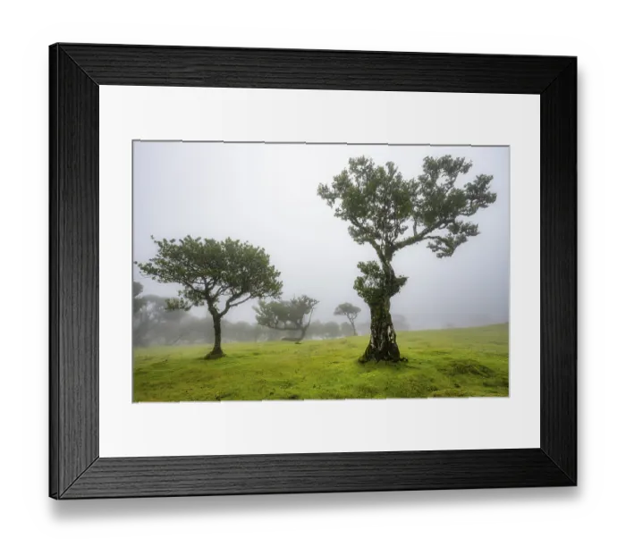 Framed Print : Stinkwood (Ocotea foetens) overgrown with moss and plants in the mist Framed Print : Stinkwood (Ocotea foetens) overgrown with moss and plants in the mist