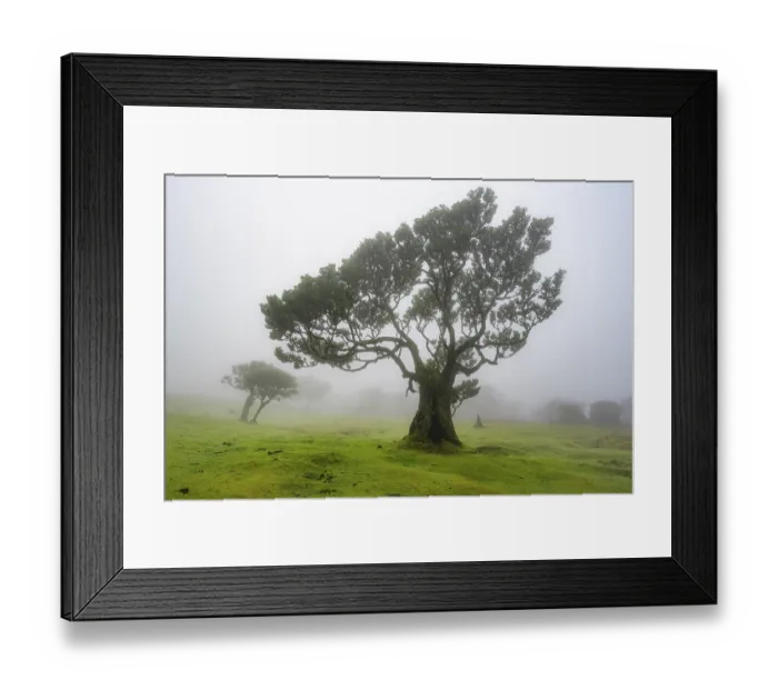 Framed Print : Stinkwood (Ocotea foetens) overgrown with moss and plants in the mist