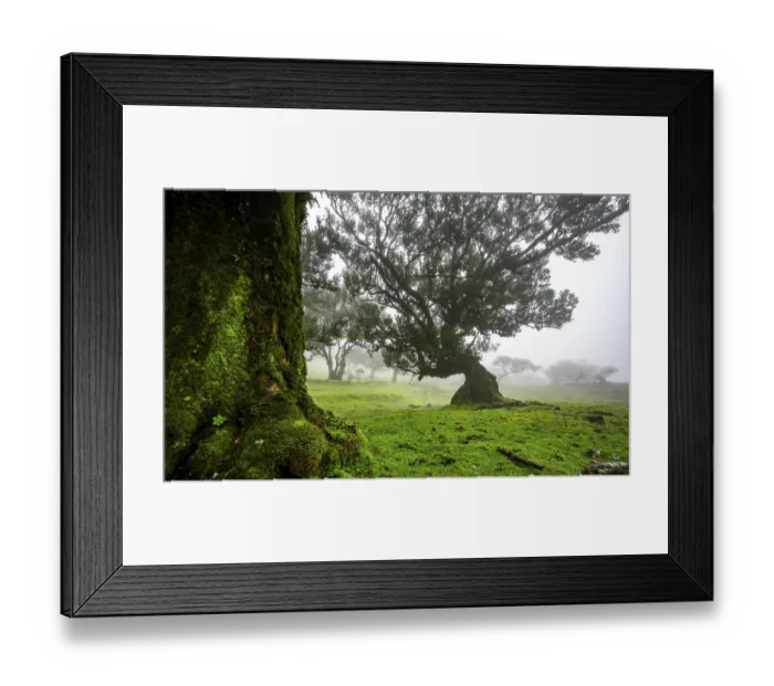 Framed Print : Stinkwood (Ocotea foetens) overgrown with moss and plants in the mist