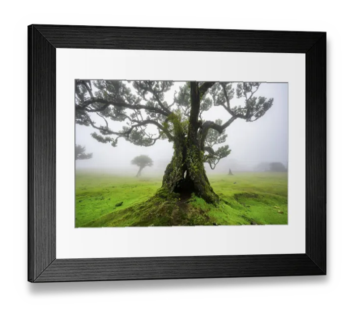 Framed Print : Stinkwood (Ocotea foetens) overgrown with moss and plants in the mist