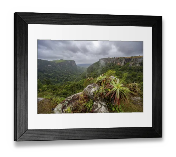 Framed Print : Krantz aloe (Aloe arborescens) growing on rocks Framed Print : Krantz aloe (Aloe arborescens) growing on rocks