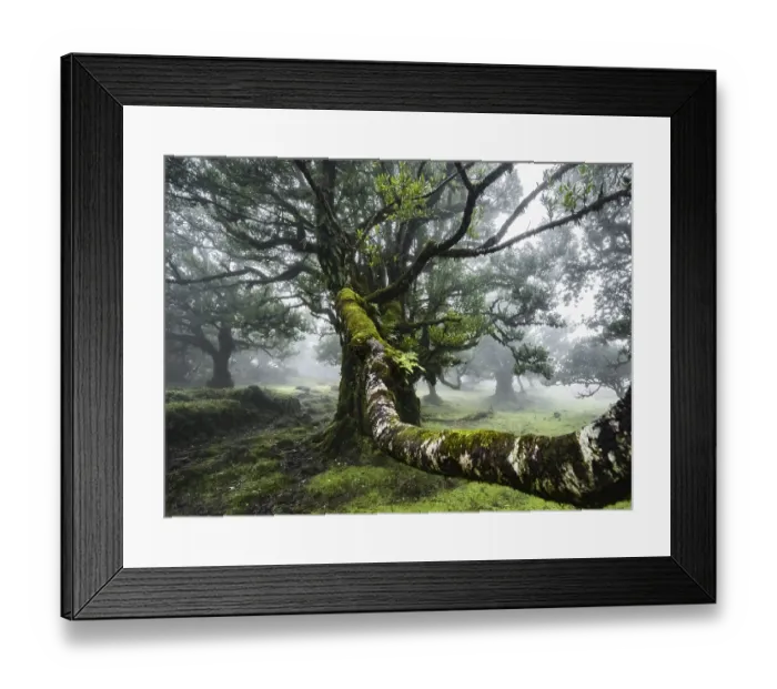 Framed Print : Laurel trees overgrown with moss and plants in the mist