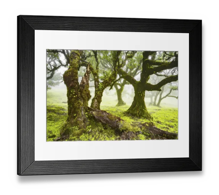 Framed Print : Laurel trees overgrown with moss and plants in the mist Framed Print : Laurel trees overgrown with moss and plants in the mist