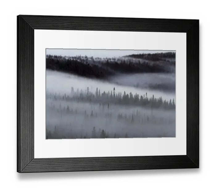 Framed Print : Spruce forest with morning mist Framed Print : Spruce forest with morning mist