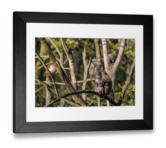 Framed Print : An adult female mandrill (Mandrillus leucophaeus) sits with her baby high up in a tree