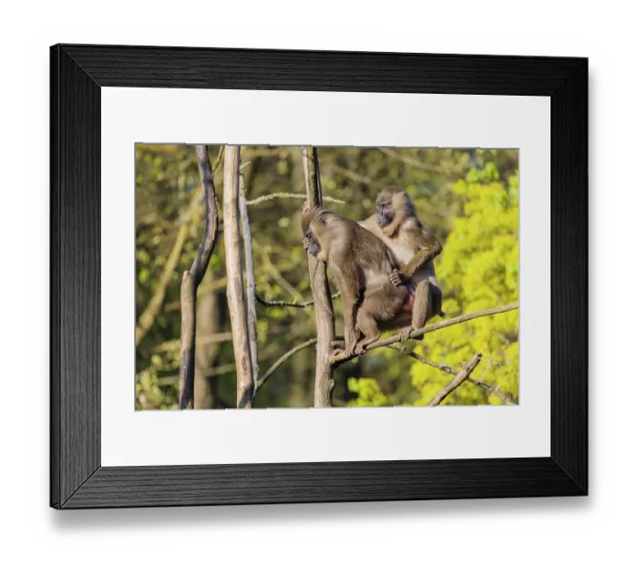 Framed Print : Two Drills (Mandrillus leucophaeus) mating high up in a tree Framed Print : Two Drills (Mandrillus leucophaeus) mating high up in a tree