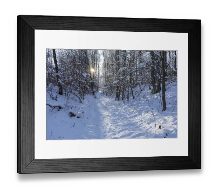 Framed Print : Sun shining in the winter forest Framed Print : Sun shining in the winter forest
