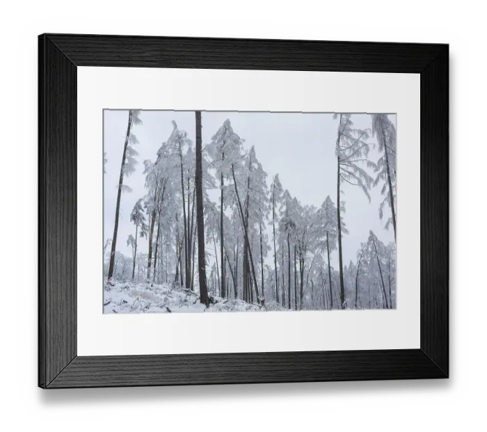Framed Print : Very sparse forest due to tree dieback Framed Print : Very sparse forest due to tree dieback