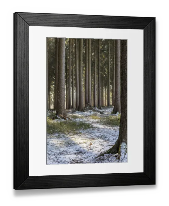 Framed Print : Lightly snow-covered coniferous forest Framed Print : Lightly snow-covered coniferous forest