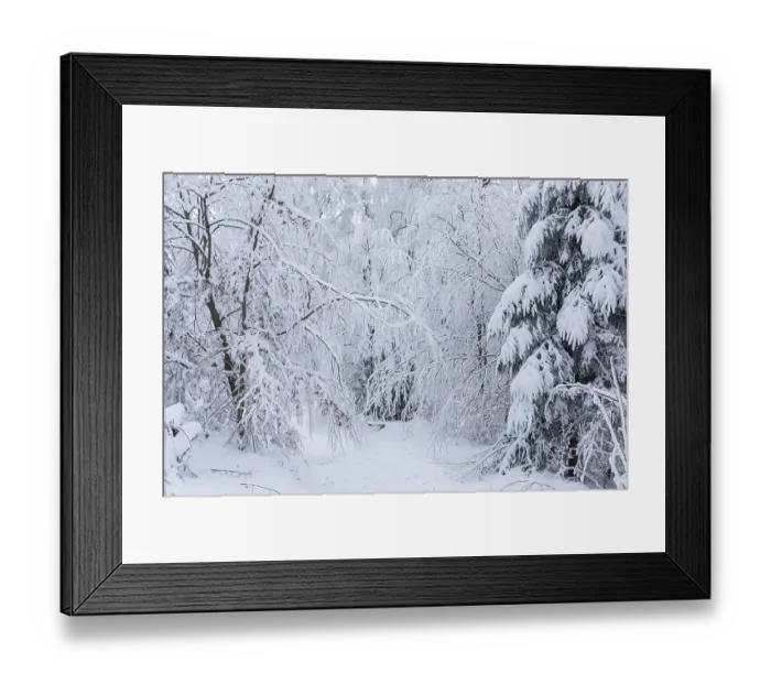 Framed Print : Forest path through the trees covered in snow and hoarfrost on the Czorneboh