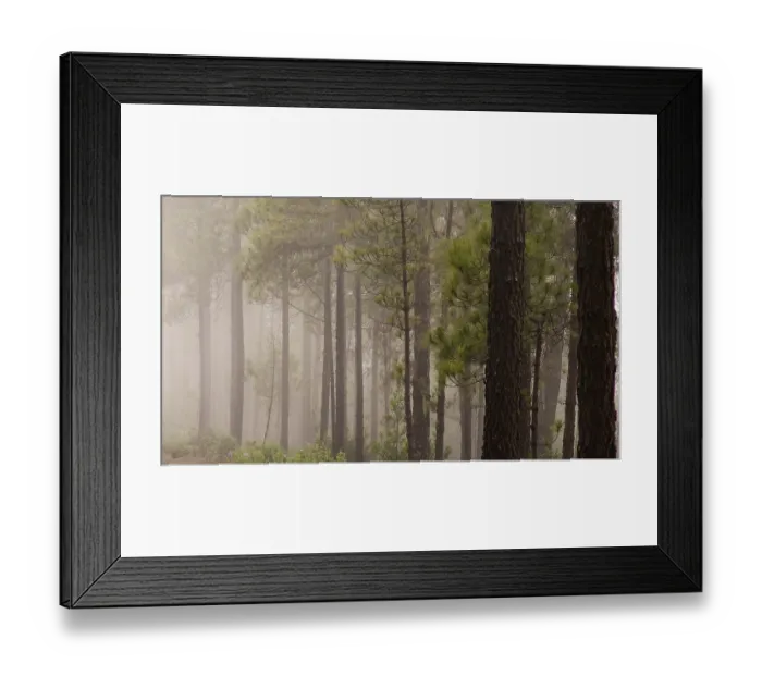 Framed Print : Tree trunks, fog, tamadaba, woodland Framed Print : Tree trunks, fog, tamadaba, woodland