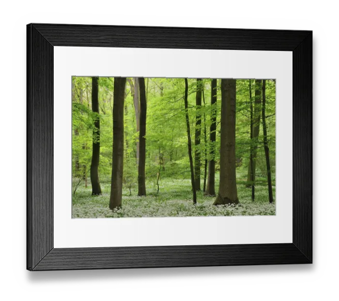 Framed Print : Deciduous forest in spring, blooming wild garlic (Allium ursinum)
