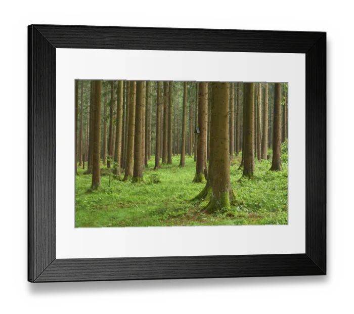 Framed Print : Coniferous forest, rain, spring Framed Print : Coniferous forest, rain, spring
