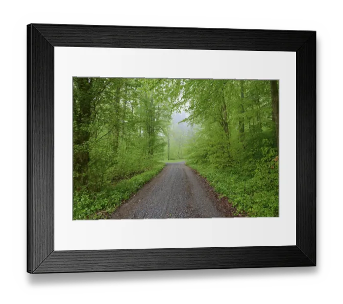 Framed Print : Forest path, beech forest, rain Framed Print : Forest path, beech forest, rain
