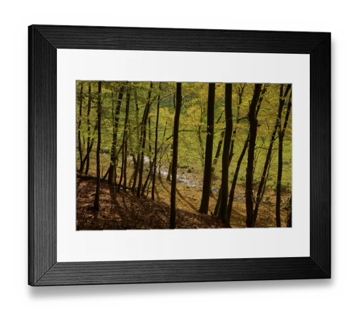 Framed Print : Forest, hornbeams, stream, autumn leaves Framed Print : Forest, hornbeams, stream, autumn leaves