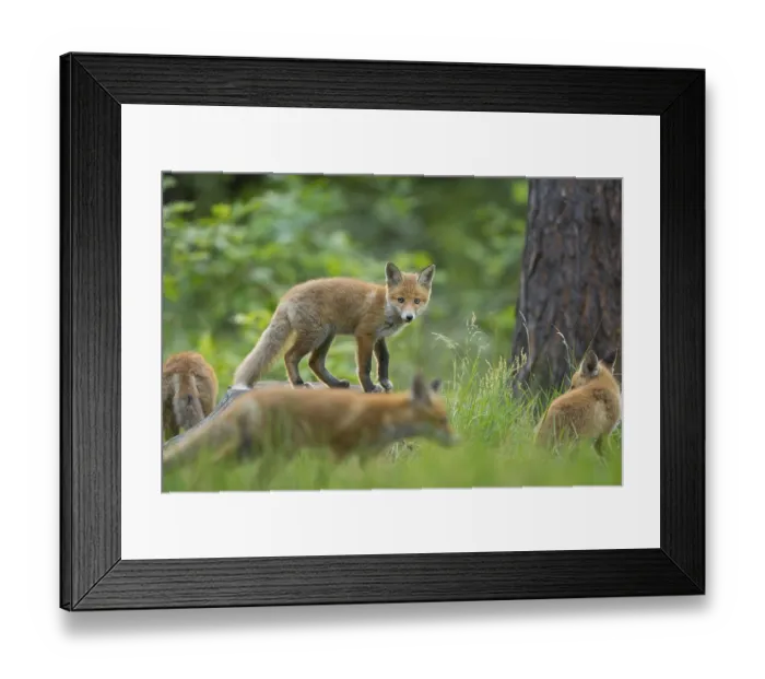 Framed Print : Red fox (Vulpes vulpes), young foxes in the forest
