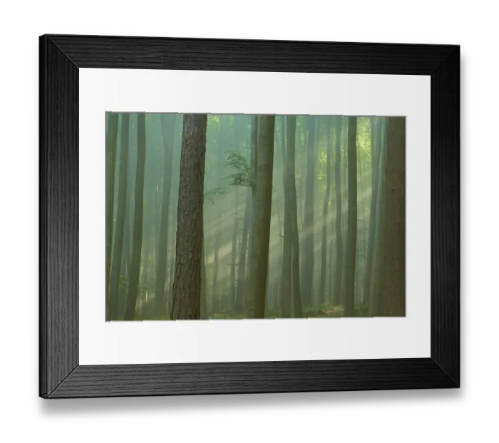 Framed Print : A misty forest with rays of light shining through the trees with a calm Framed Print : A misty forest with rays of light shining through the trees with a calm