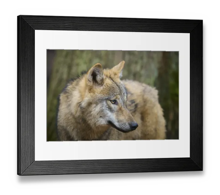 Framed Print : Wolf (Canis lupus), close-up portrait of a wolf in front of a tree in the forest Framed Print : Wolf (Canis lupus), close-up portrait of a wolf in front of a tree in the forest