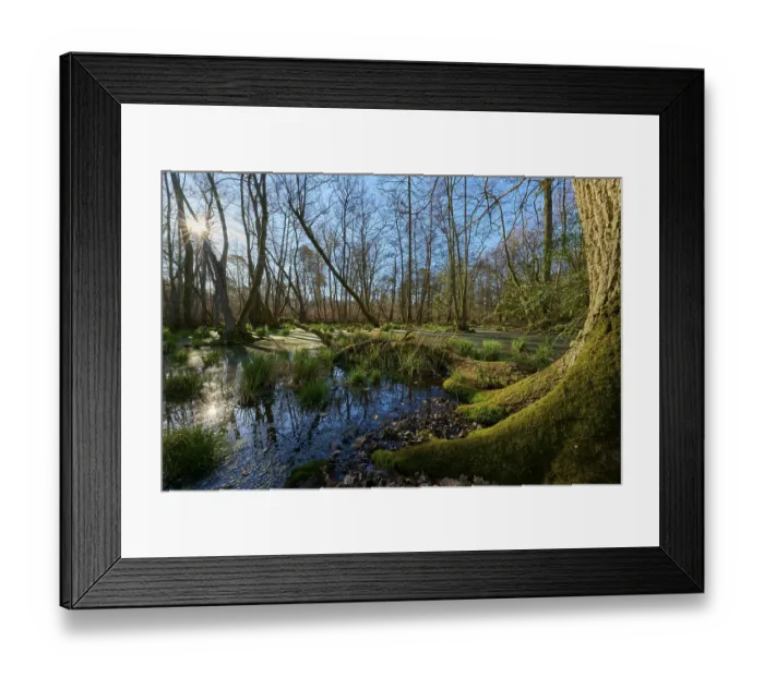 Framed Print : Riparian forest, moss-covered tree at a swampy waterway in a sunlit forest