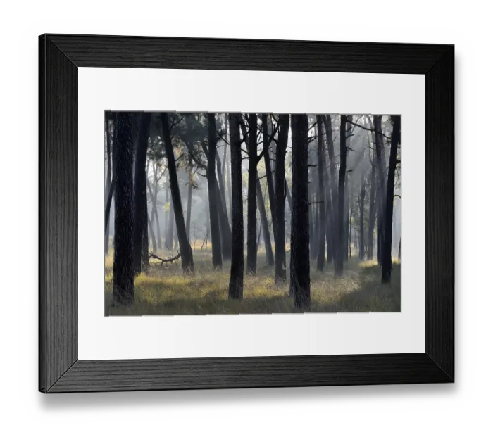 Framed Print : Sunrays shine through tree trunks in the pine forest (Pinus sylvestris) Framed Print : Sunrays shine through tree trunks in the pine forest (Pinus sylvestris)